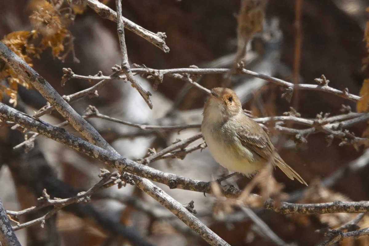 Fulvous-faced Scrub-Tyrant - ML646712585