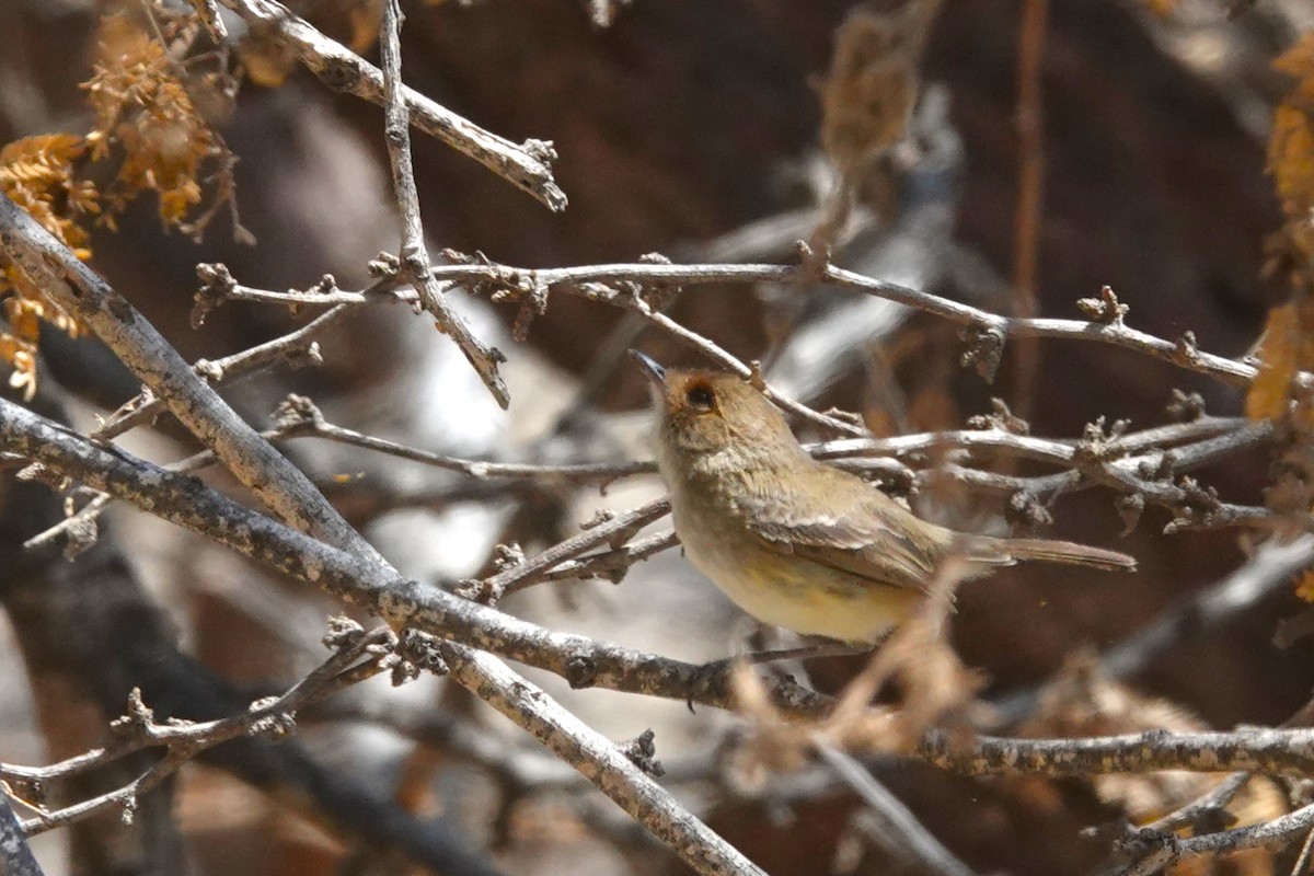 Fulvous-faced Scrub-Tyrant - ML646712586