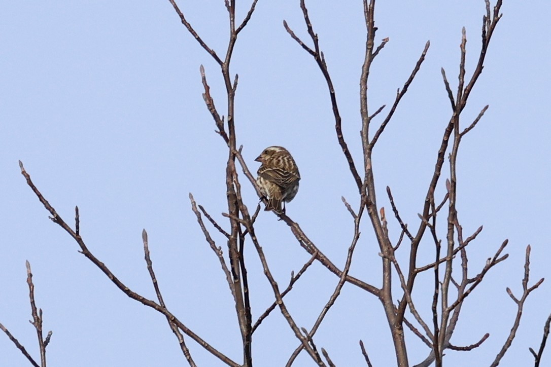 Camachuelo Purpúreo - ML646712589