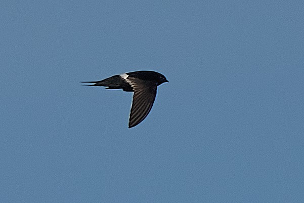 White-rumped Swift - ML646712590
