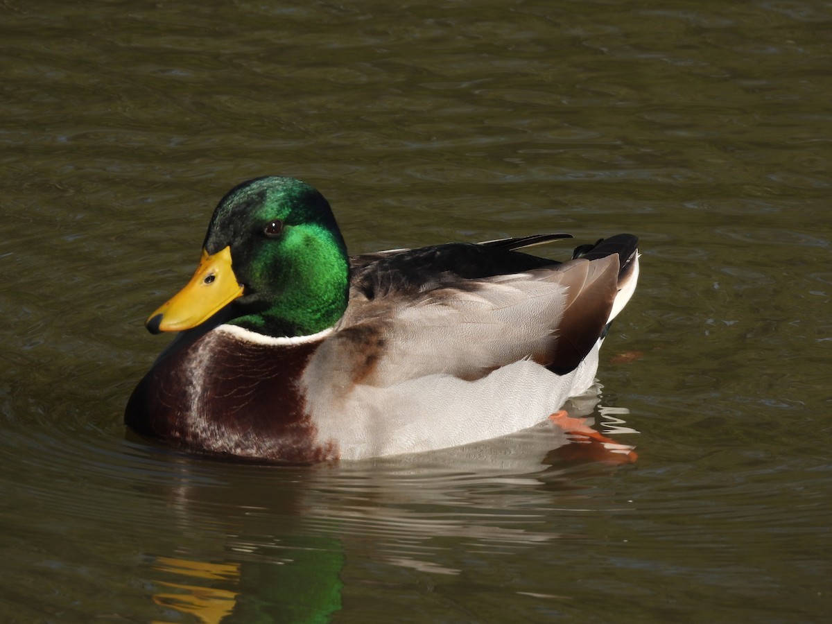 Mallard - ML646712598