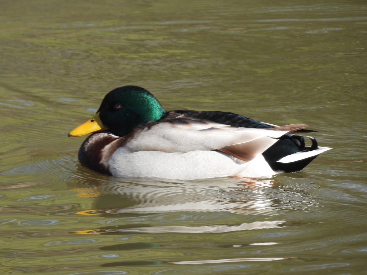 Mallard - ML646712603