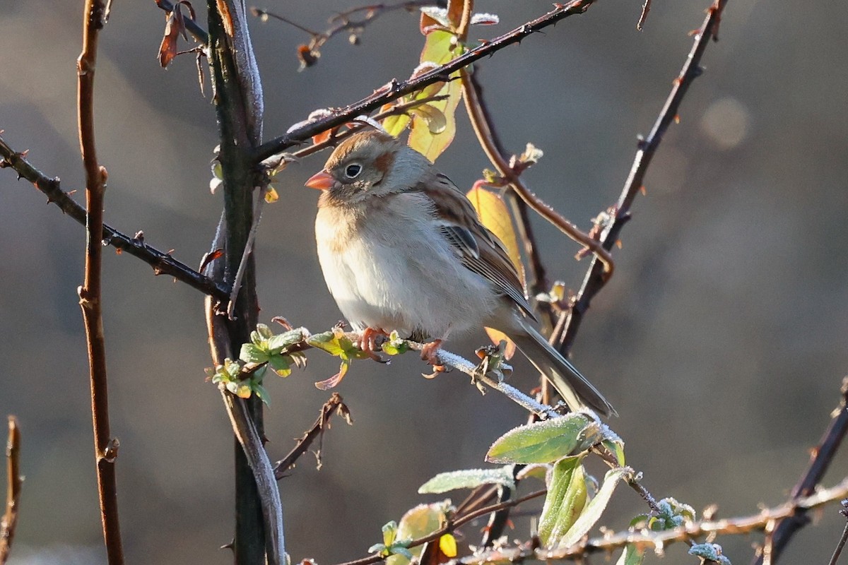 Field Sparrow - ML646712606