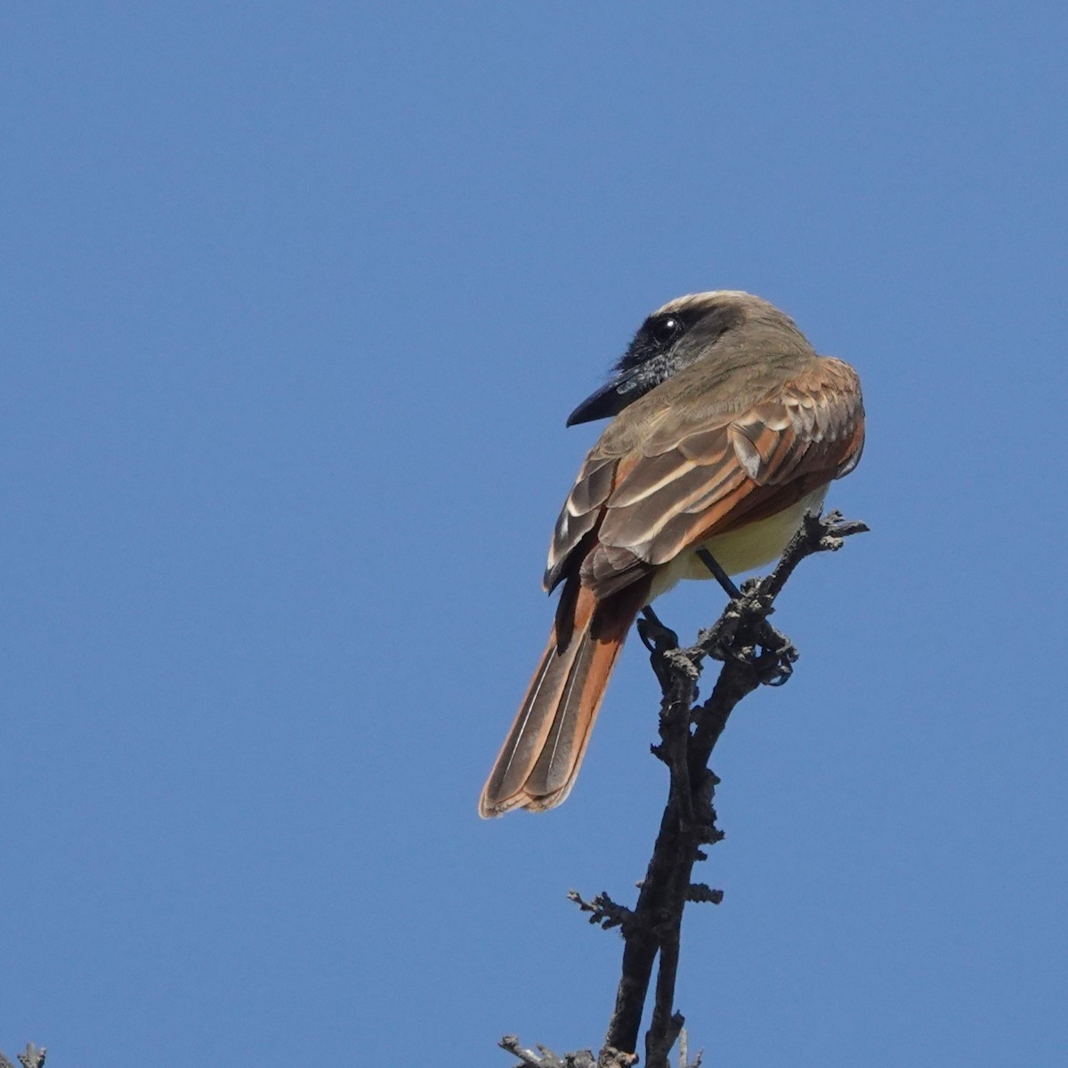Baird's Flycatcher - ML646712608