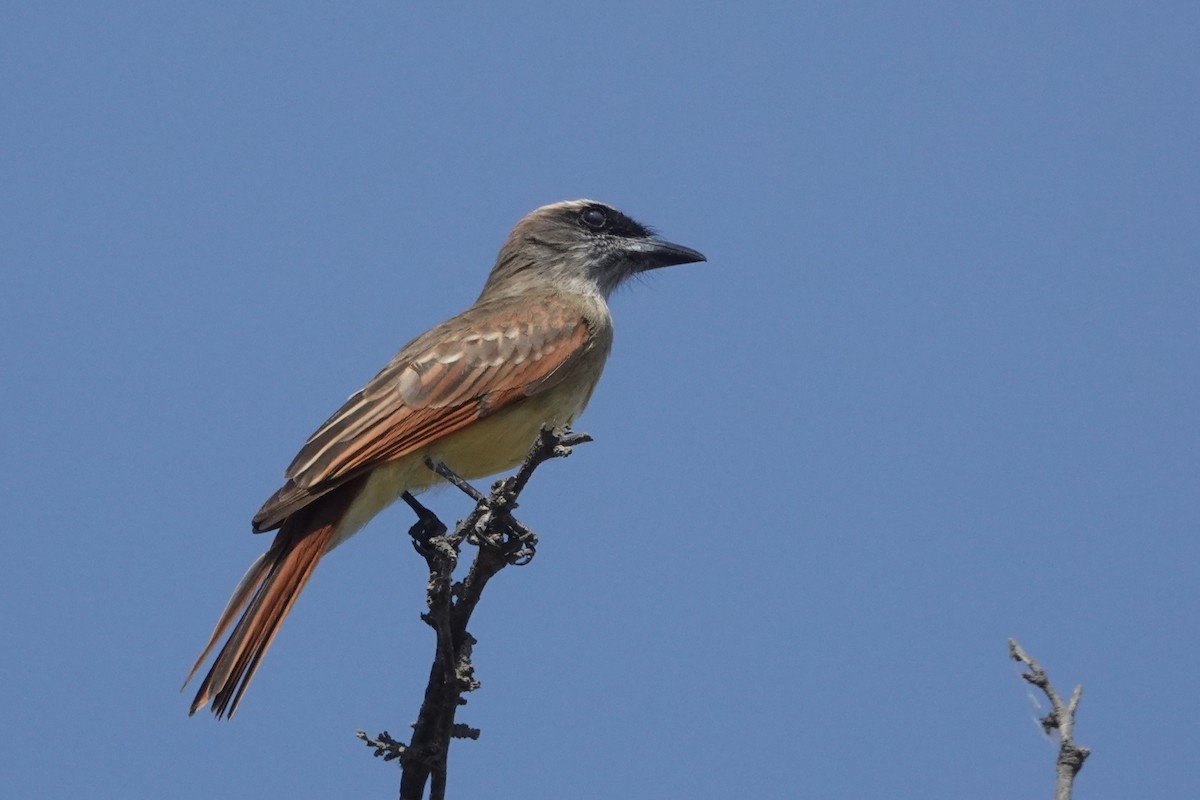 Baird's Flycatcher - ML646712609
