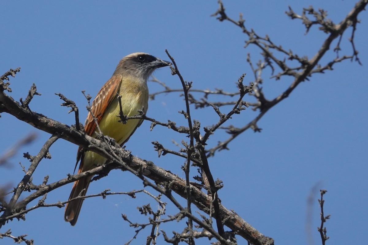 Baird's Flycatcher - ML646712610
