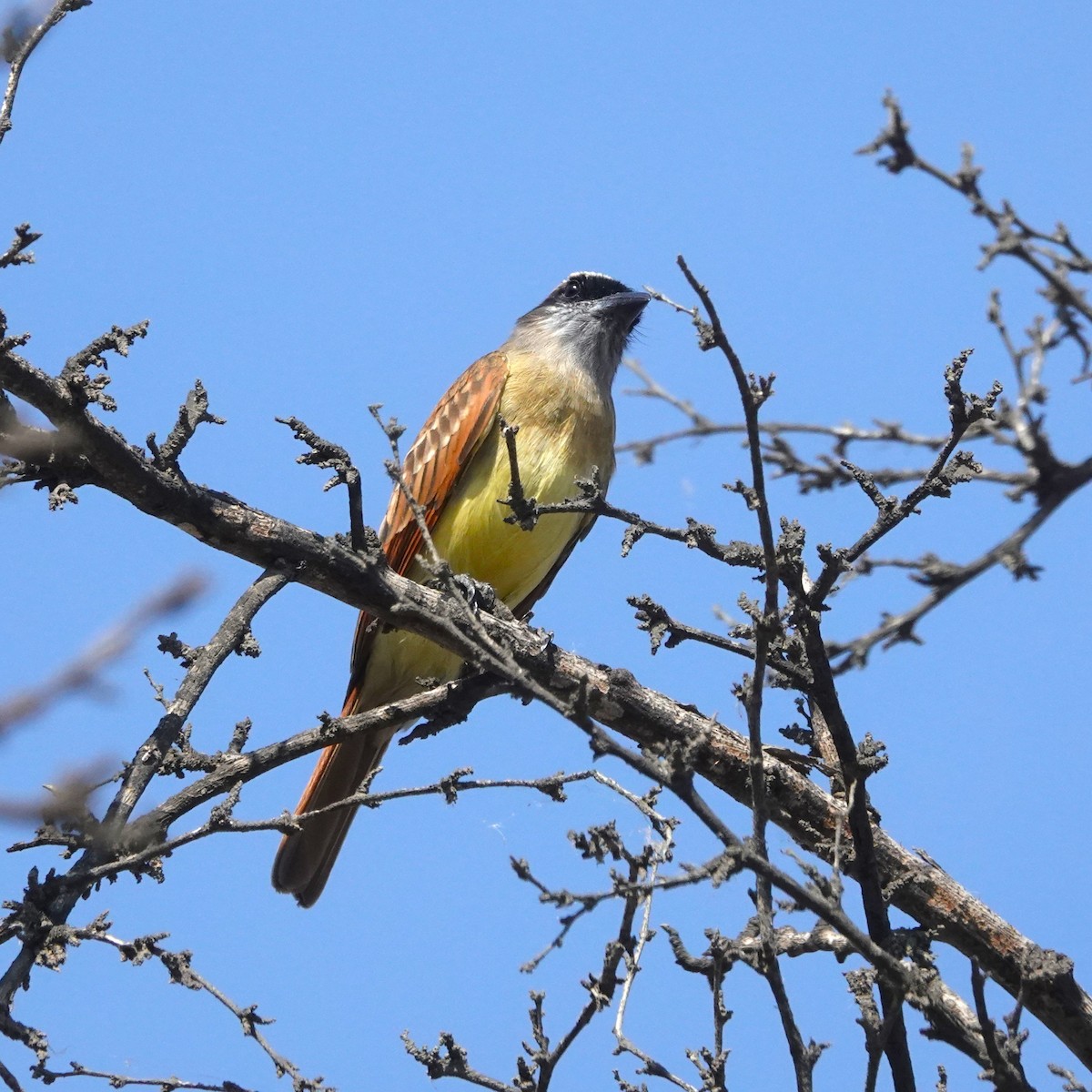 Baird's Flycatcher - ML646712611