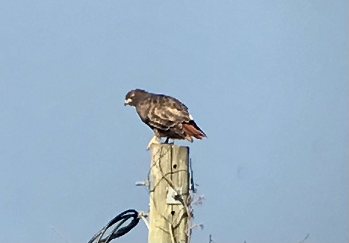 Kızıl Kuyruklu Şahin (abieticola) - ML646712616