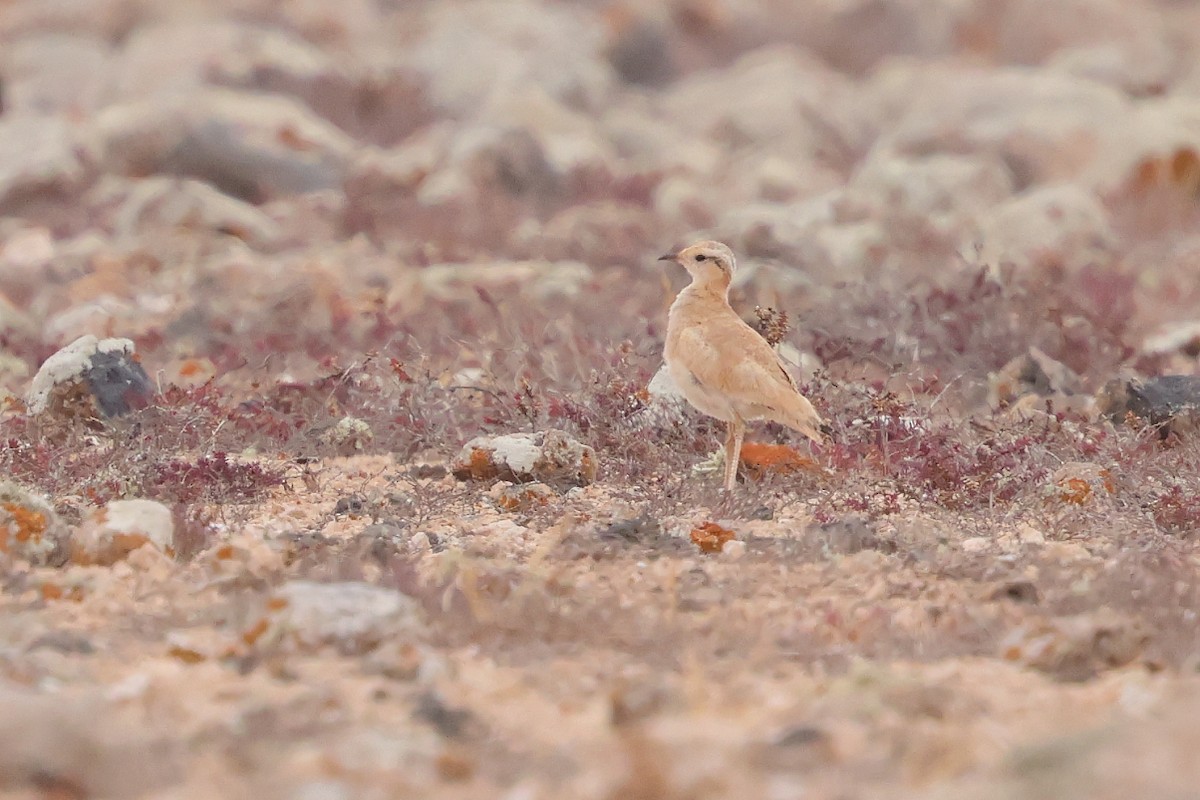 Cream-colored Courser - ML646712617
