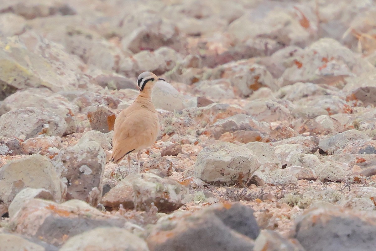 Cream-colored Courser - ML646712618