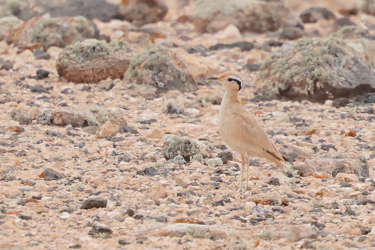 Cream-colored Courser - ML646712619