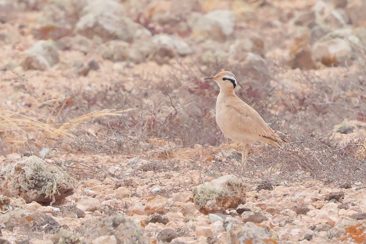 Cream-colored Courser - ML646712620