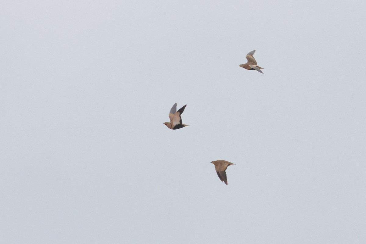 Black-bellied Sandgrouse - ML646712623