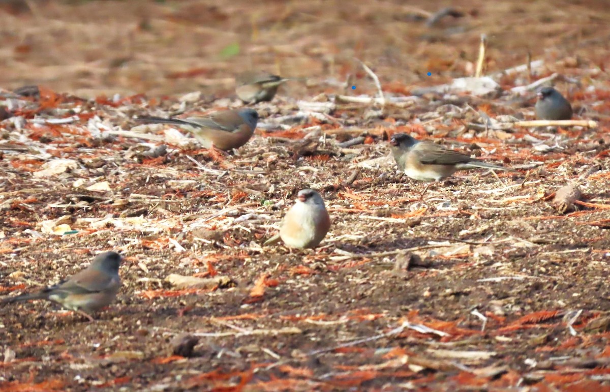 Dark-eyed Junco - ML646712626