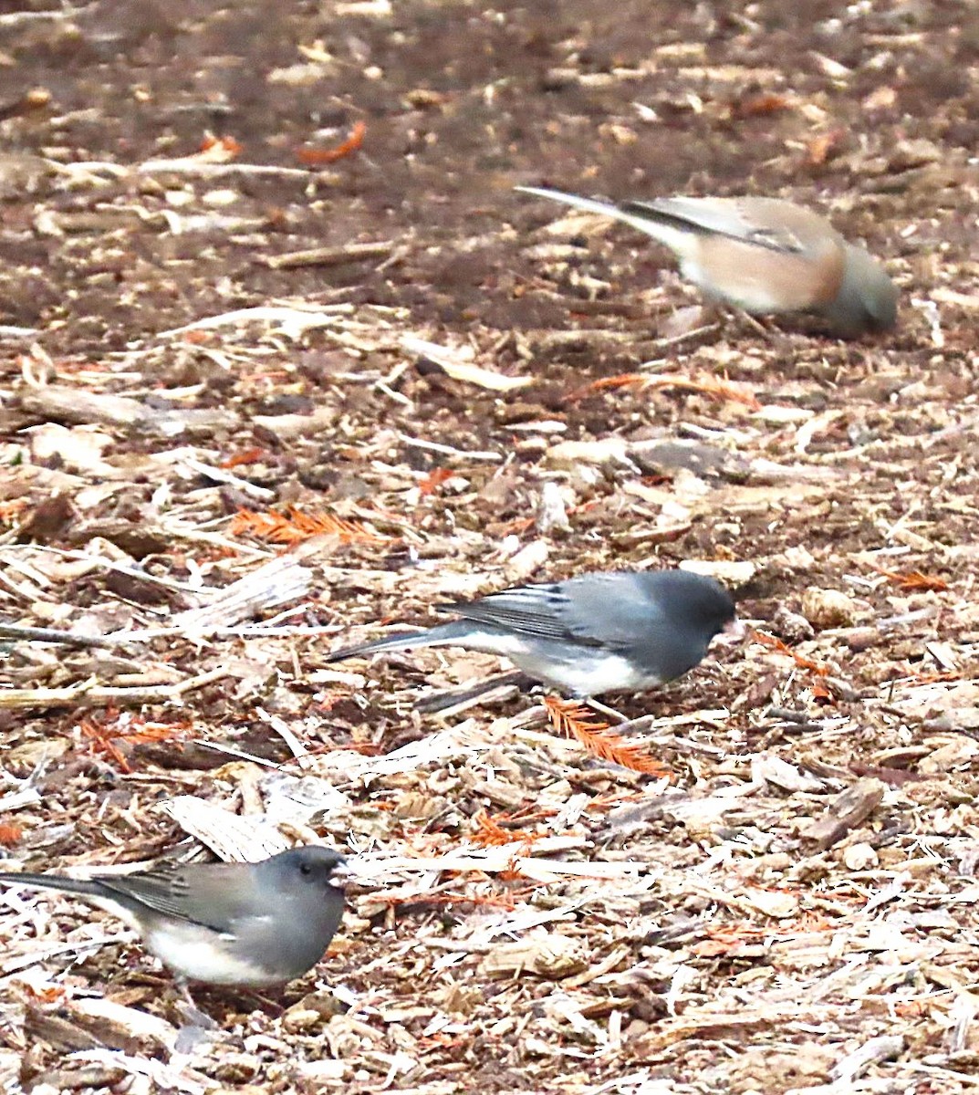 Dark-eyed Junco (Slate-colored) - ML646712629