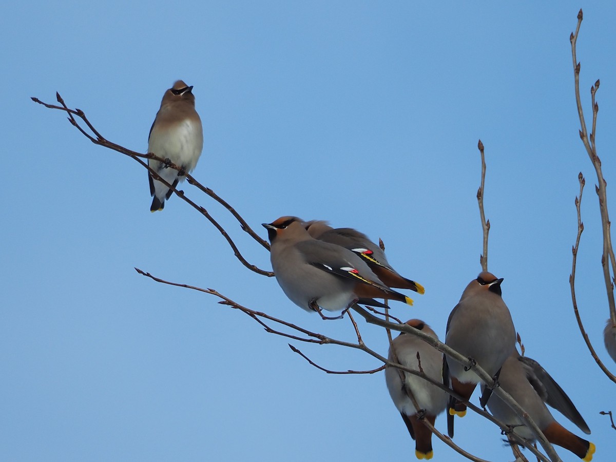 Buztanori boreala - ML646712630