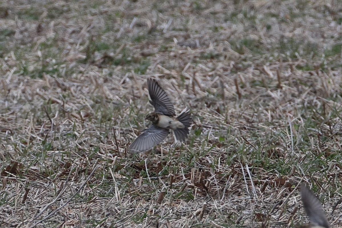 Лапландский подорожник - ML646712632