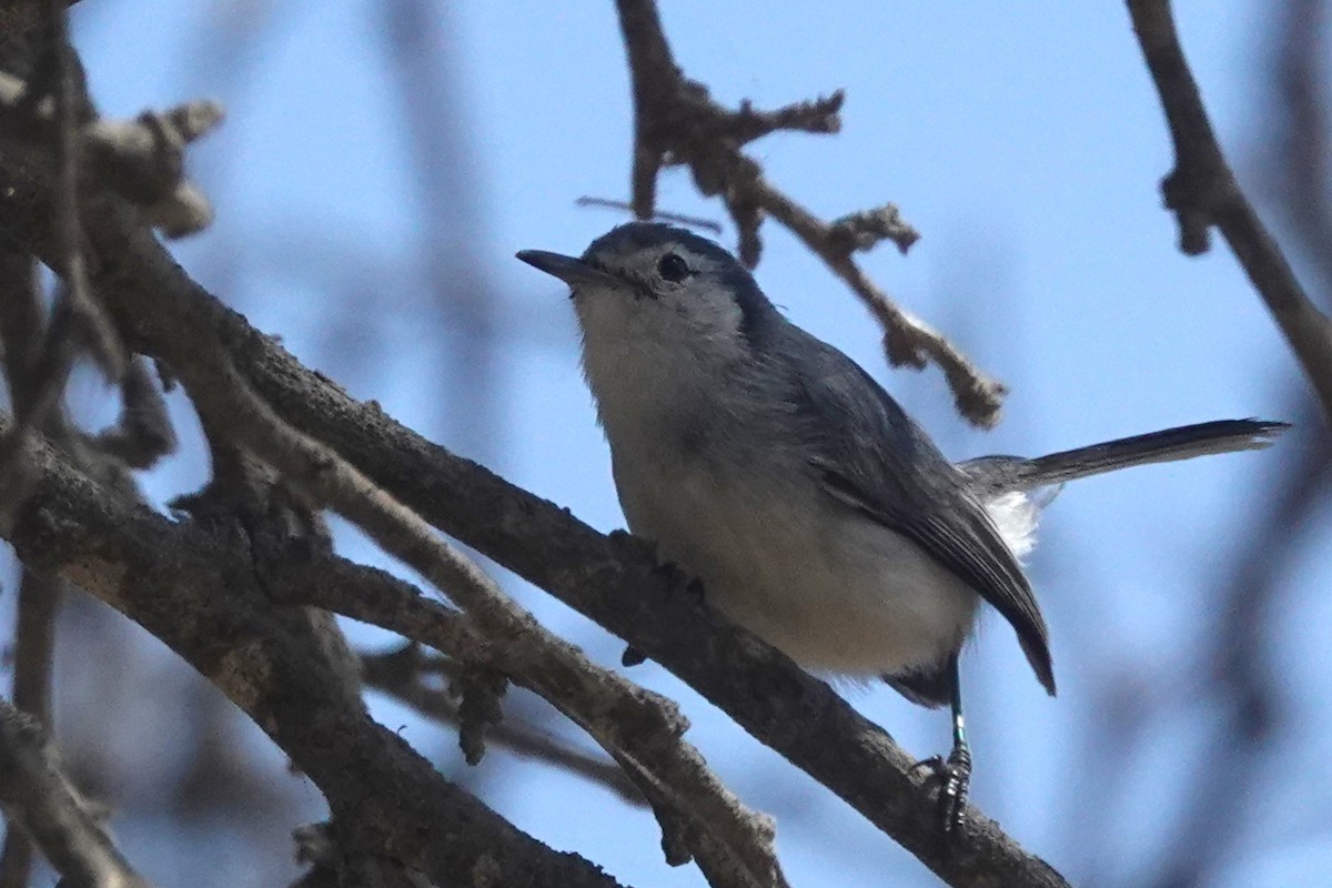 Perlita Cejiancha - ML646712633