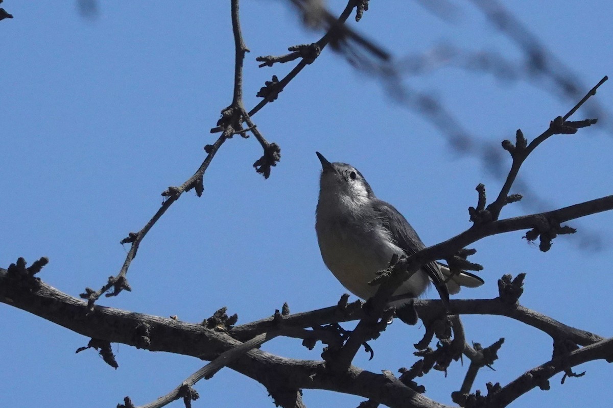 Perlita Cejiancha - ML646712634