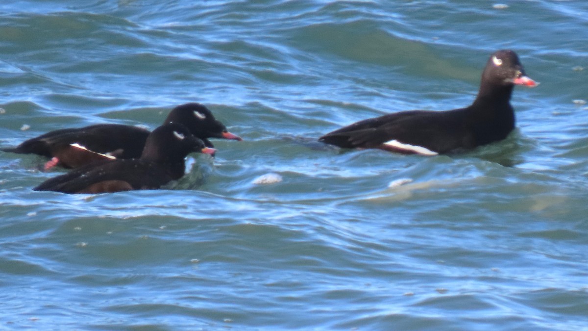 White-winged Scoter - ML646712636