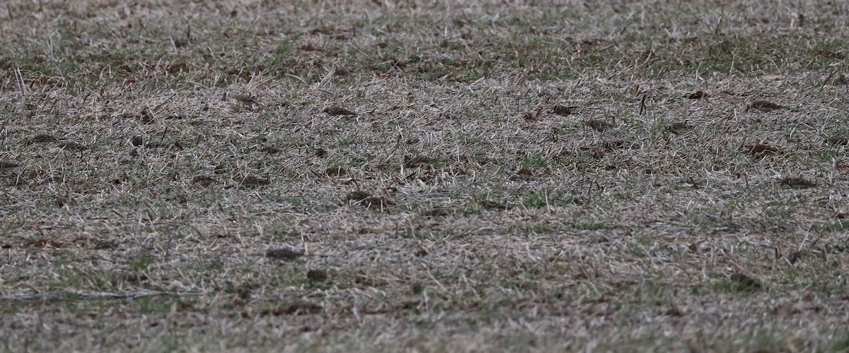 Лапландский подорожник - ML646712637