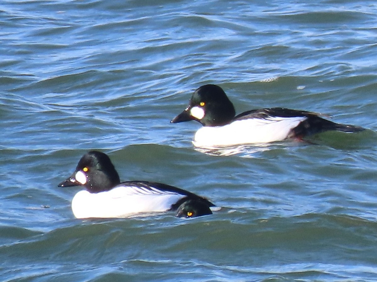 Common Goldeneye - ML646712644