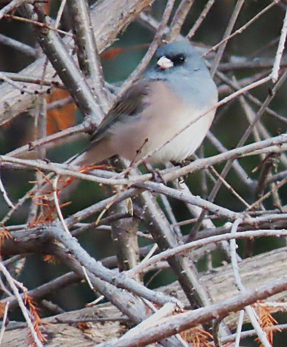 Dark-eyed Junco (Pink-sided) - ML646712645