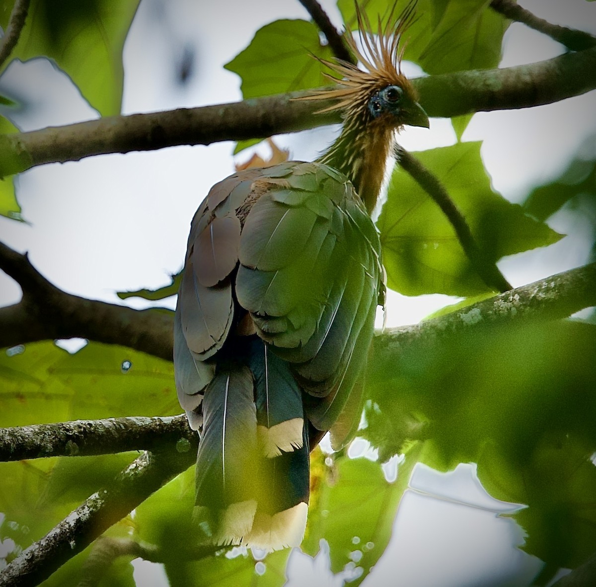 Hoatzin - ML646712648
