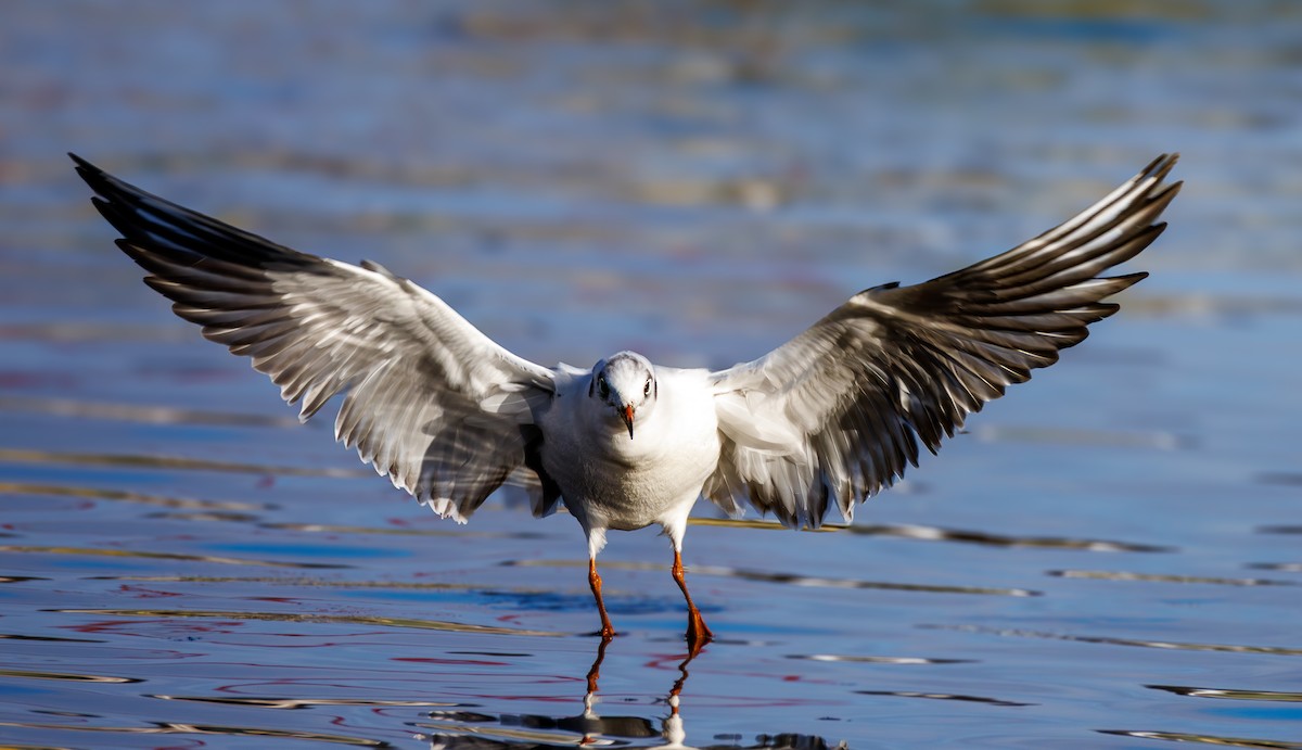 hettemåke - ML646712649