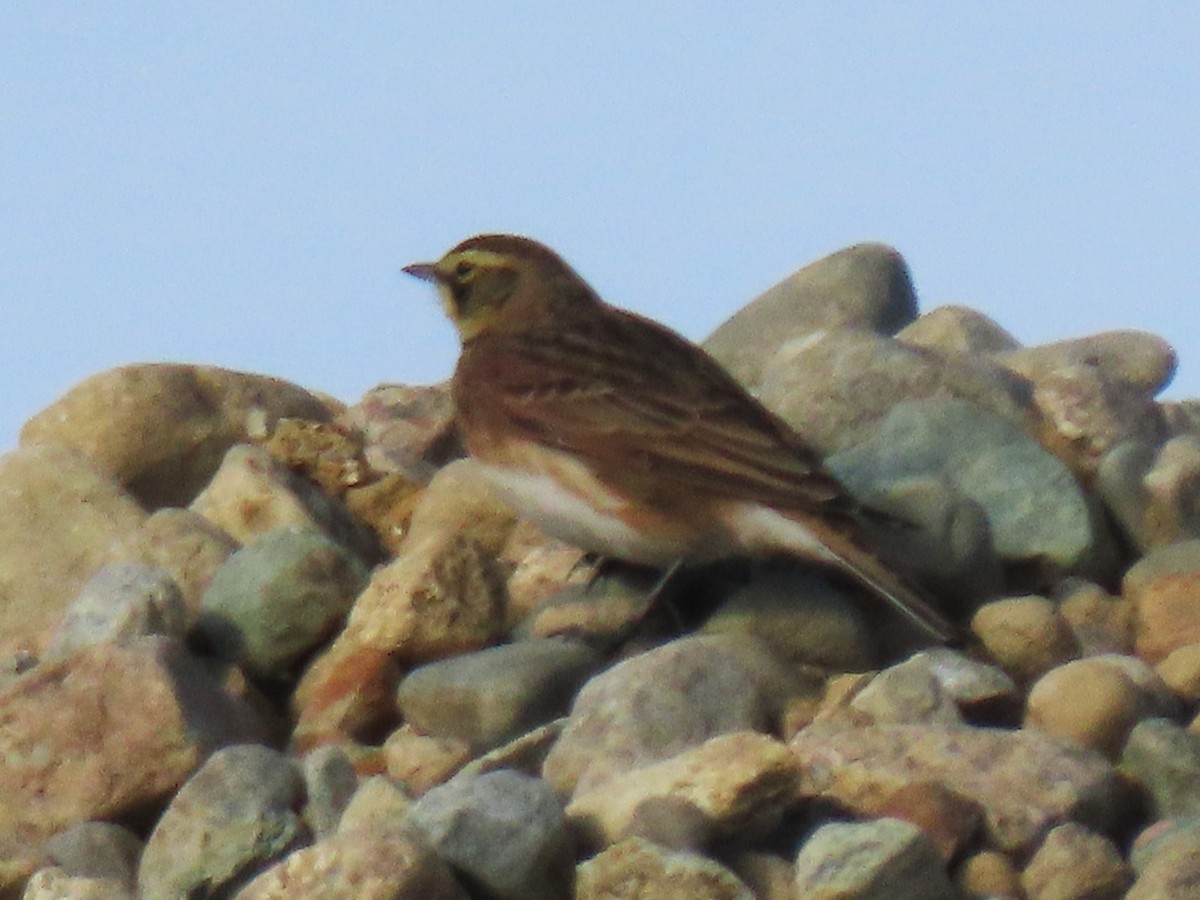Horned Lark - ML646712650