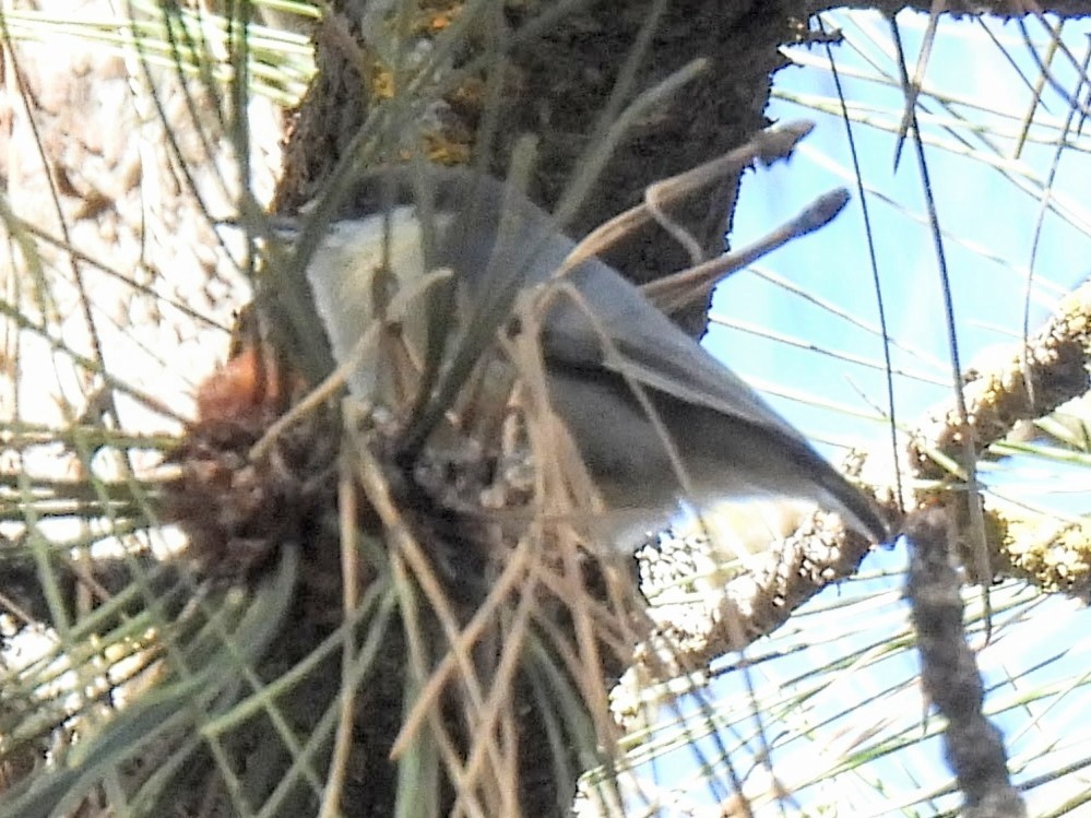 Pygmy Nuthatch - ML646712651
