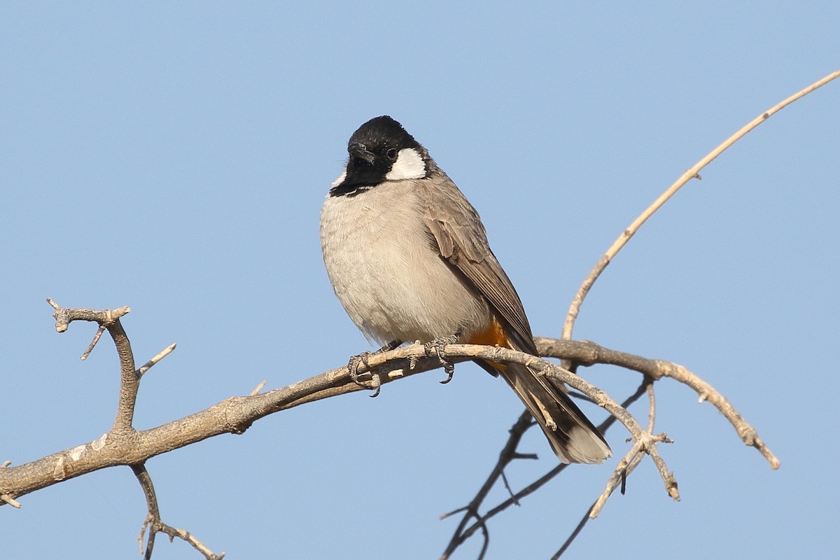 hvitørebylbyl - ML646712652