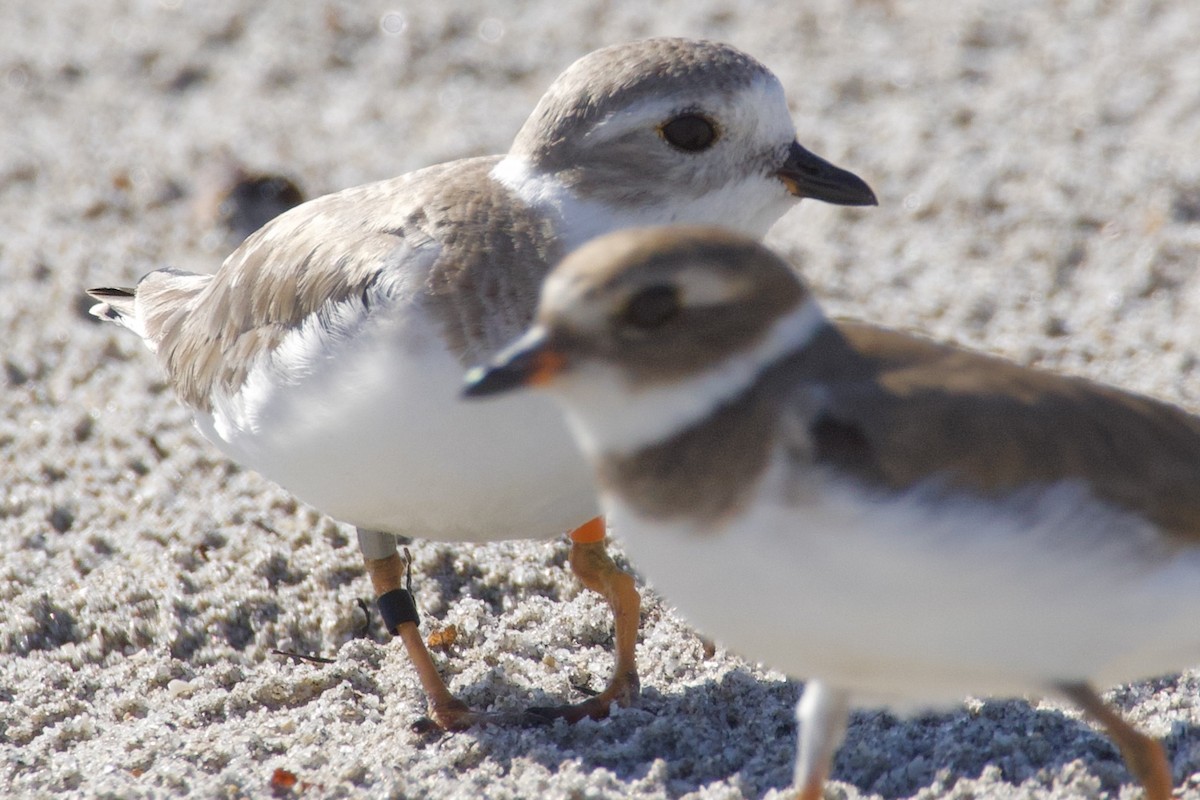 Flötenregenpfeifer - ML646712653