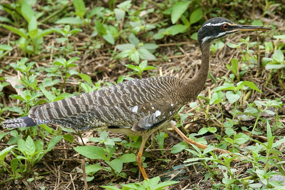 Sonnenralle - ML646712654