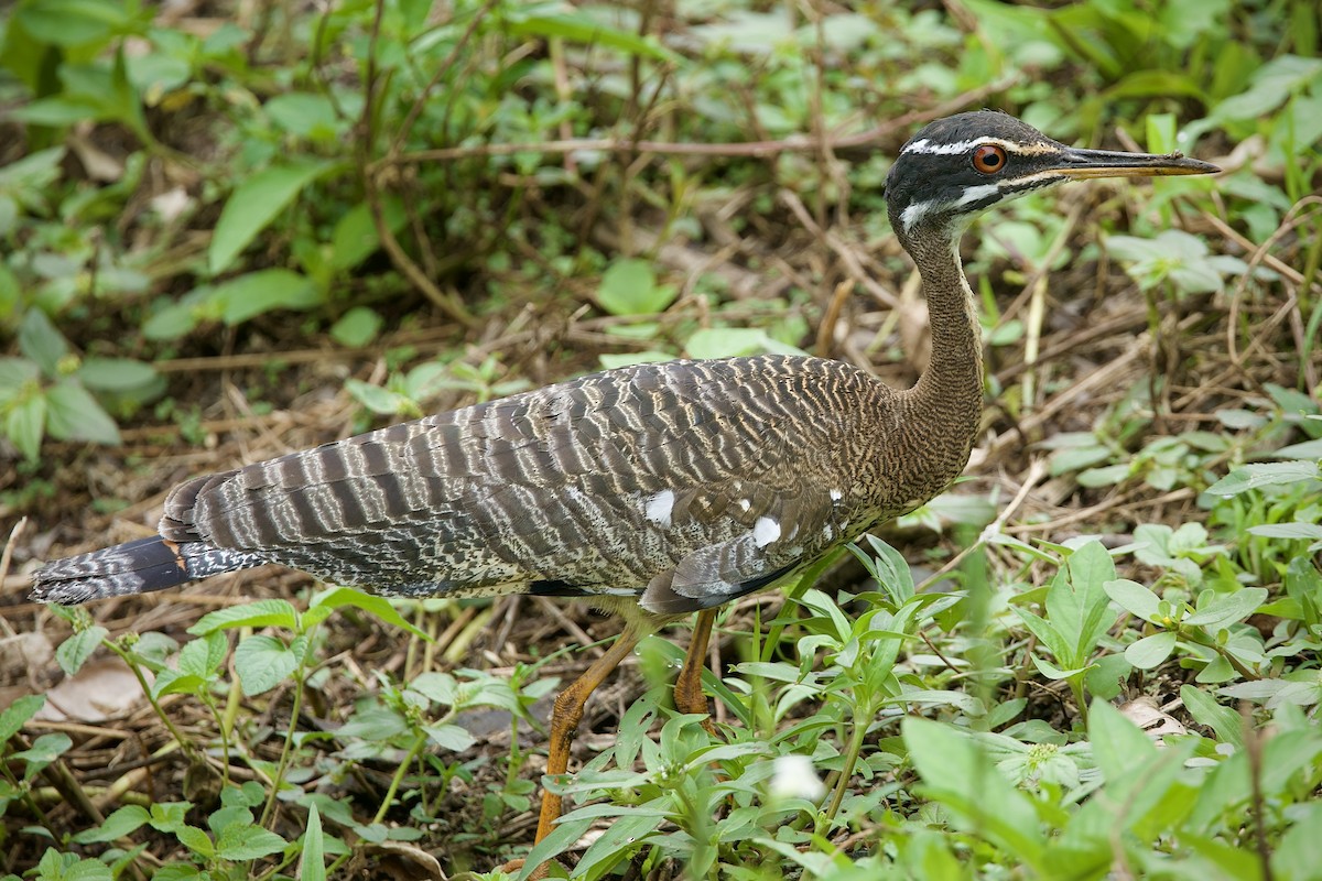 Sonnenralle - ML646712655