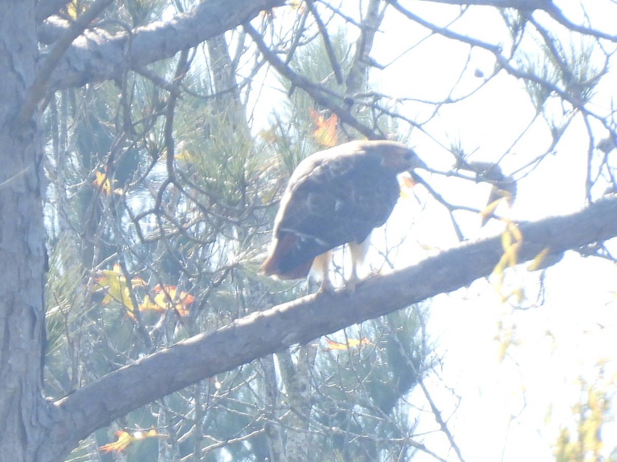 Red-tailed Hawk - ML646712656