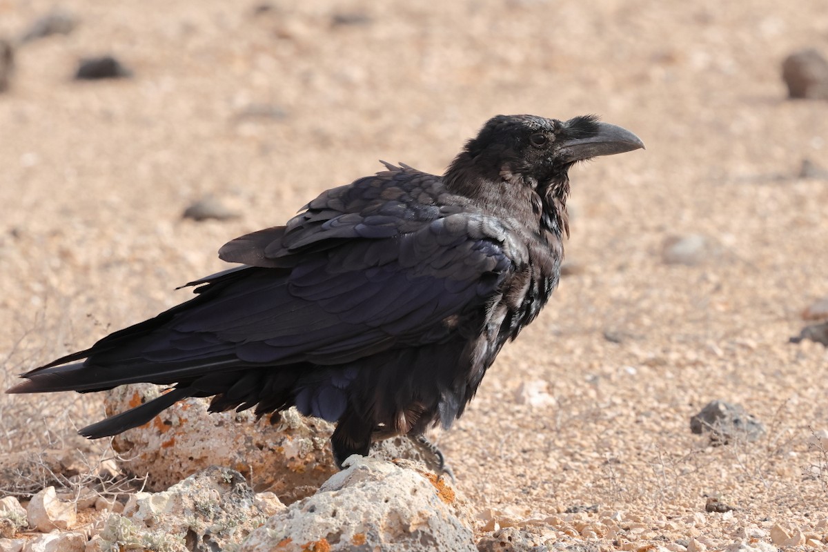 krkavec velký - ML646712658