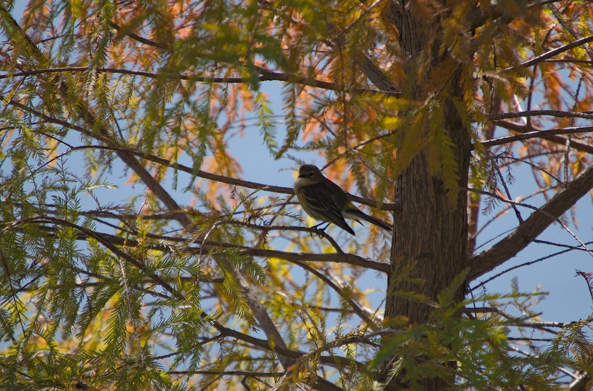 Yellow-rumped Warbler - ML646712659