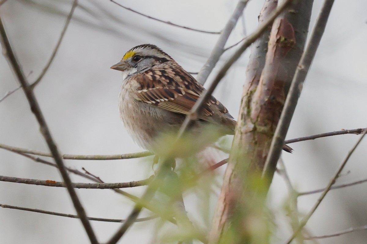White-throated Sparrow - ML646712660