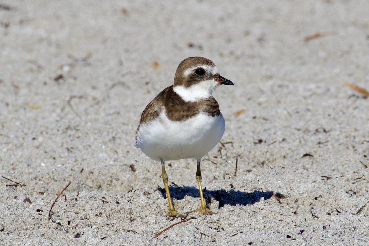 Eskimoregenpfeifer - ML646712661