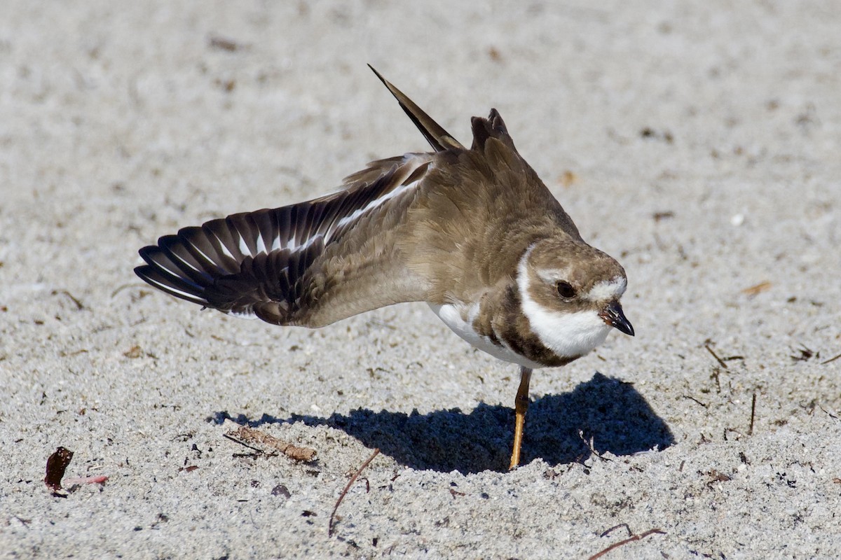 Eskimoregenpfeifer - ML646712662