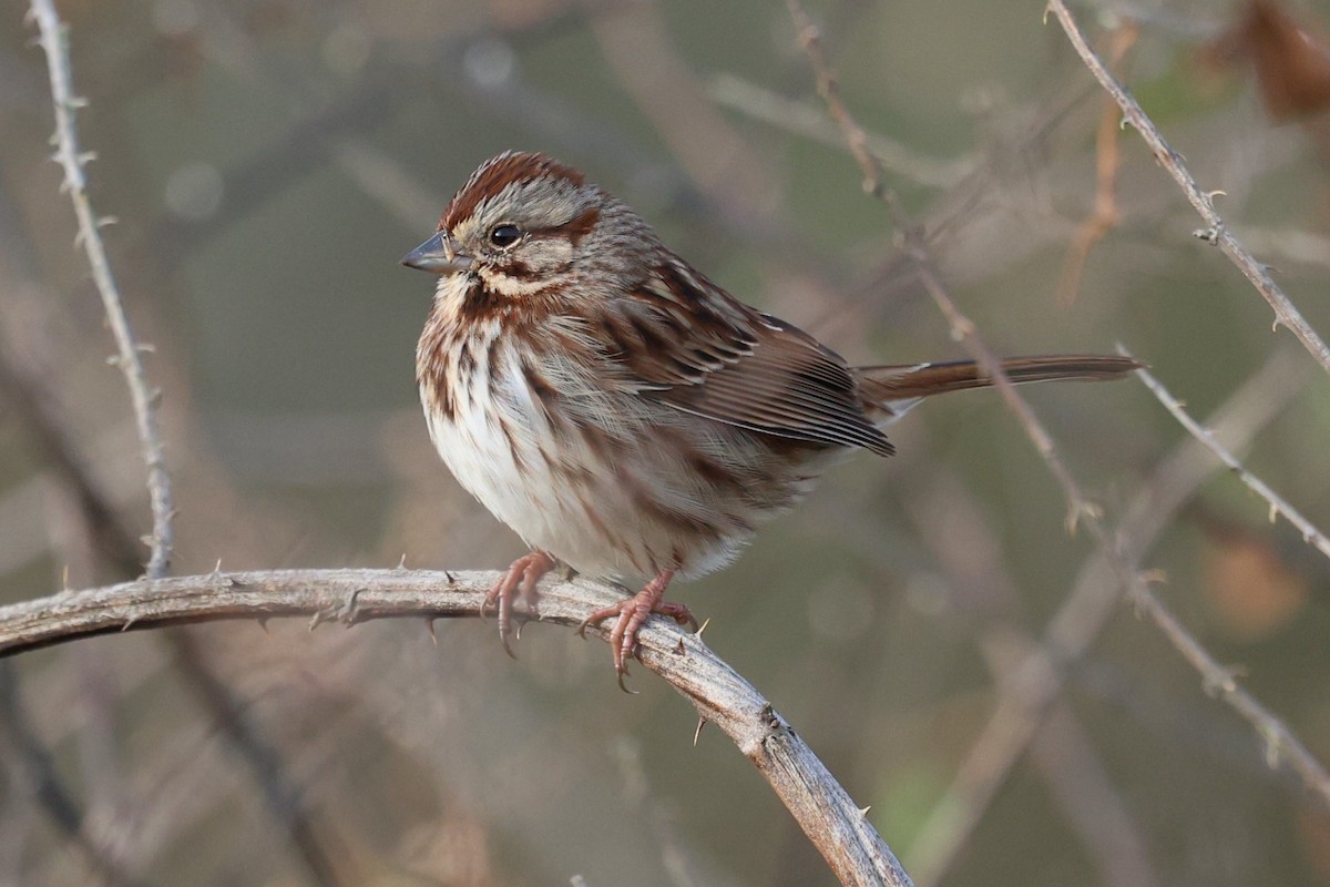 Song Sparrow - ML646712666
