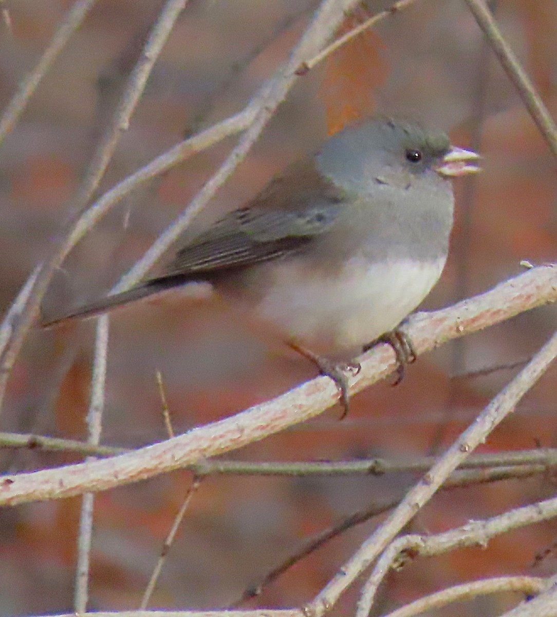 Dark-eyed Junco (Oregon) - ML646712670
