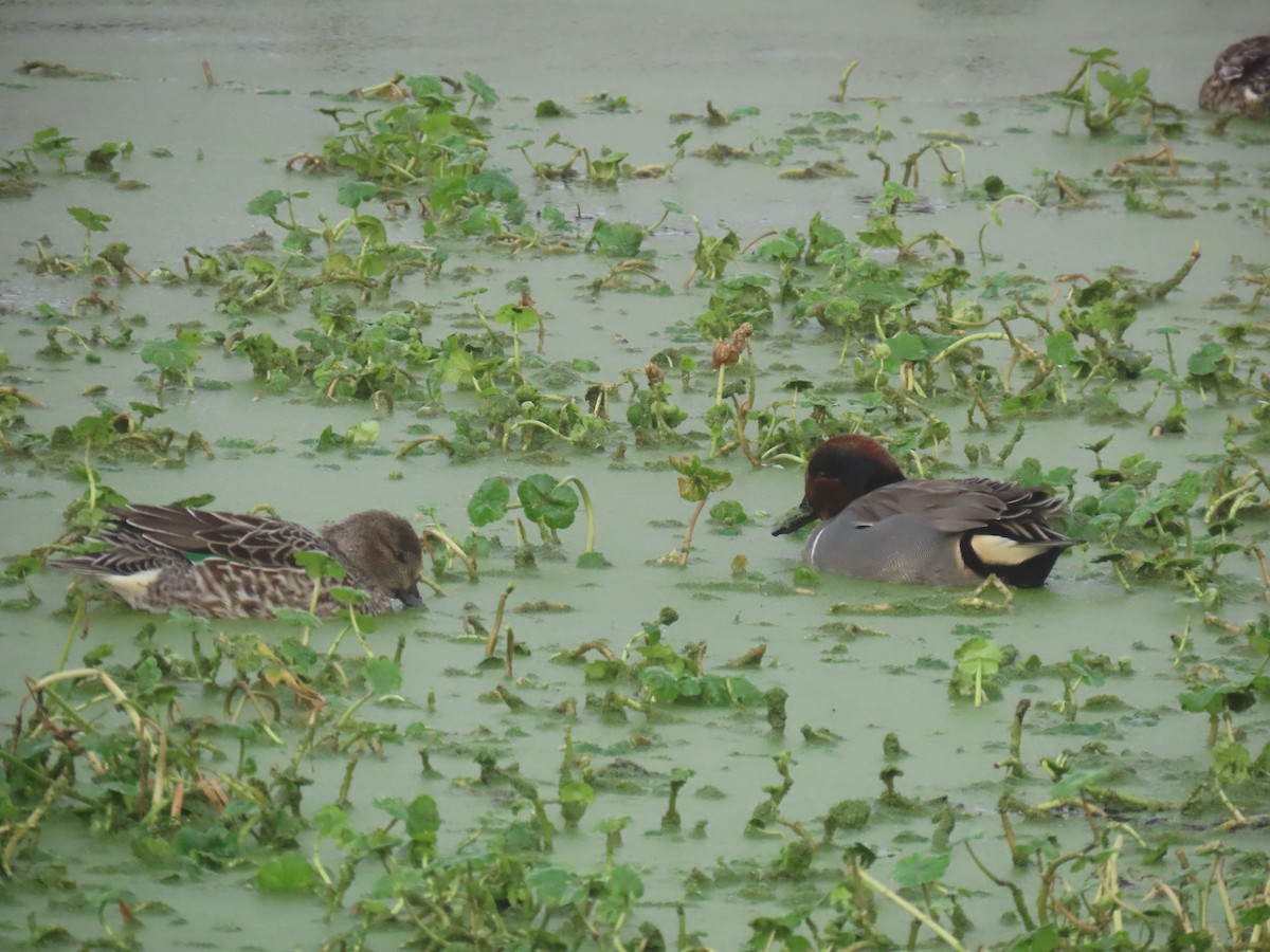 čírka obecná - ML646712671