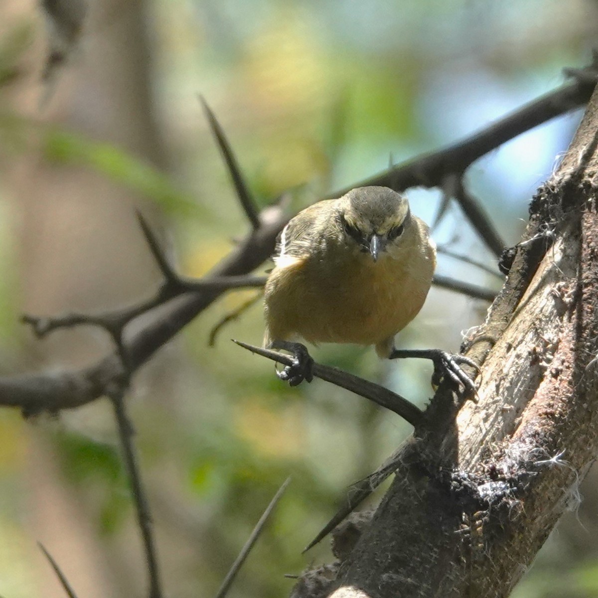 Conirrostro Cinéreo - ML646712672