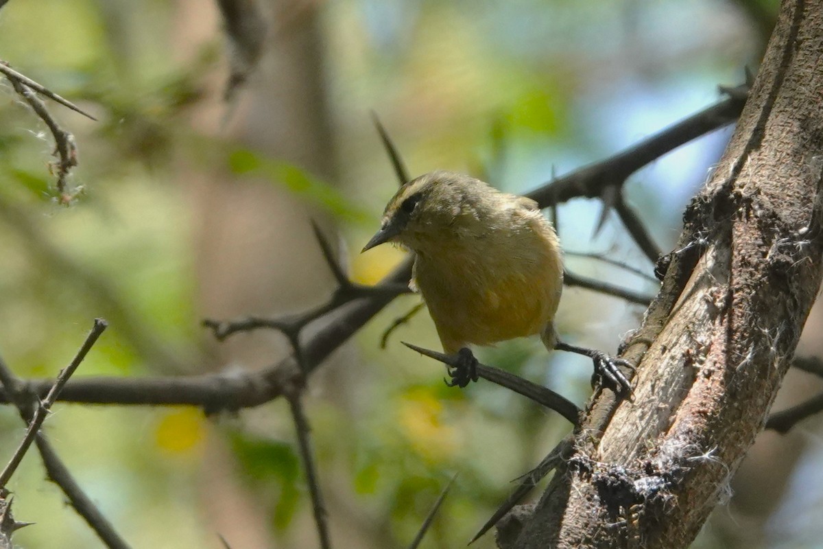 Conirrostro Cinéreo - ML646712673