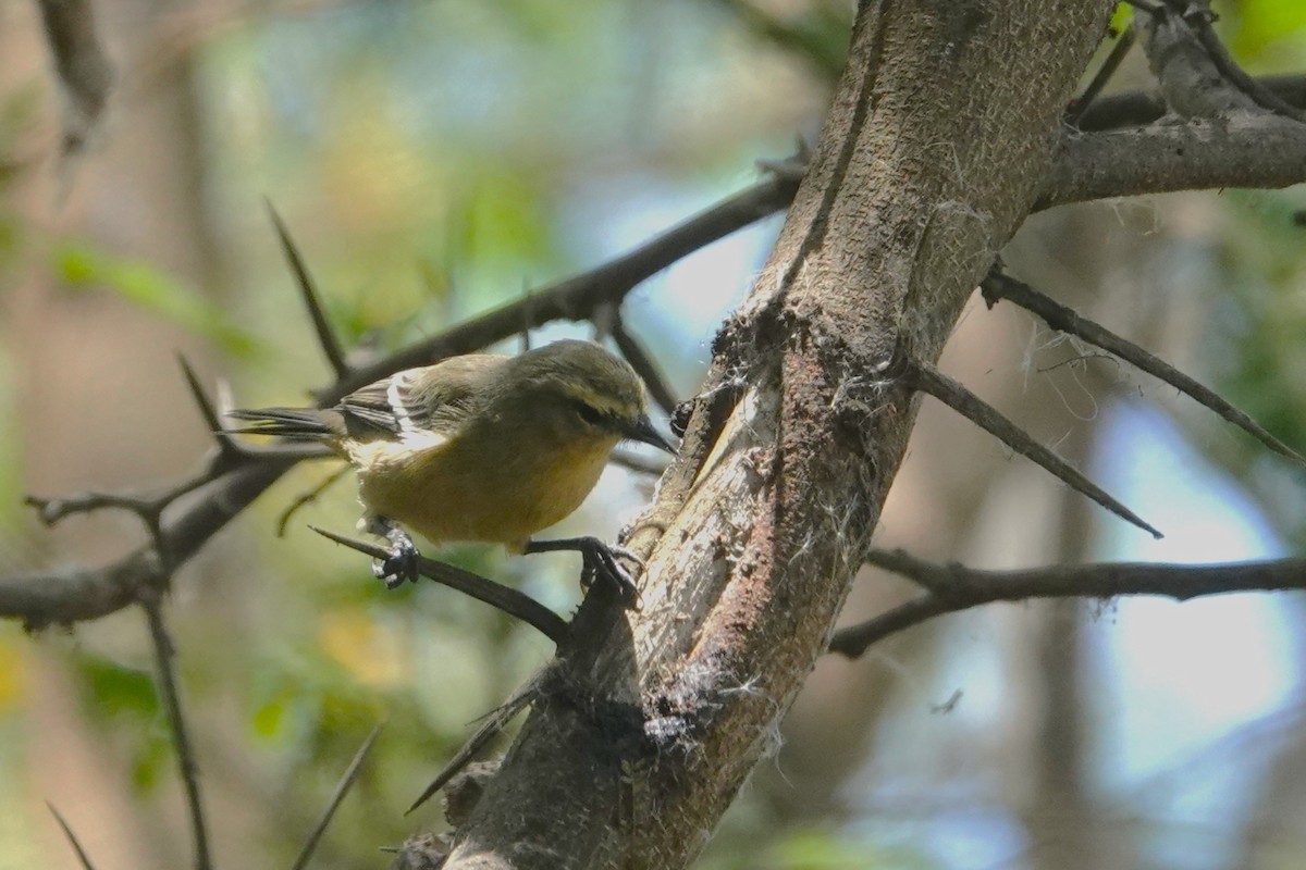 Conirrostro Cinéreo - ML646712674