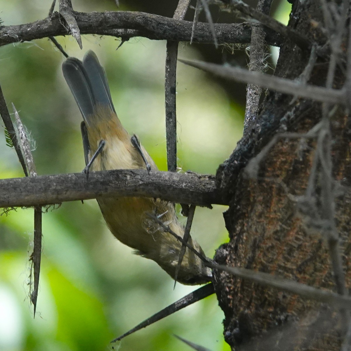 Conirrostro Cinéreo - ML646712675