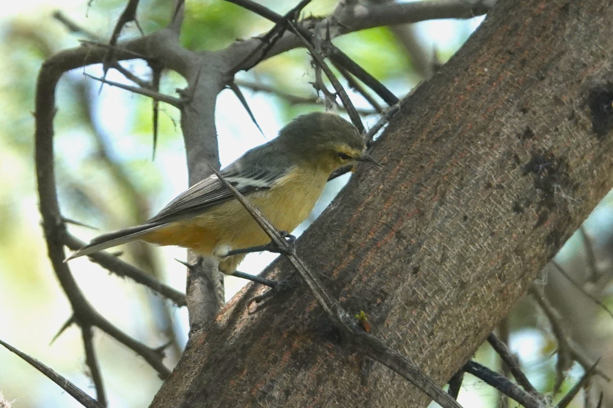 Conirrostro Cinéreo - ML646712676