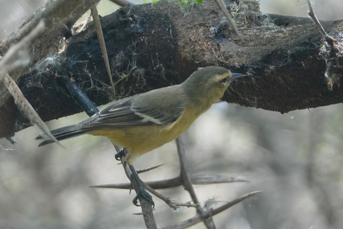 Conirrostro Cinéreo - ML646712677